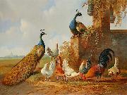 unknow artist Albertus Verhoesen: Peacocks and chickens oil painting on canvas
